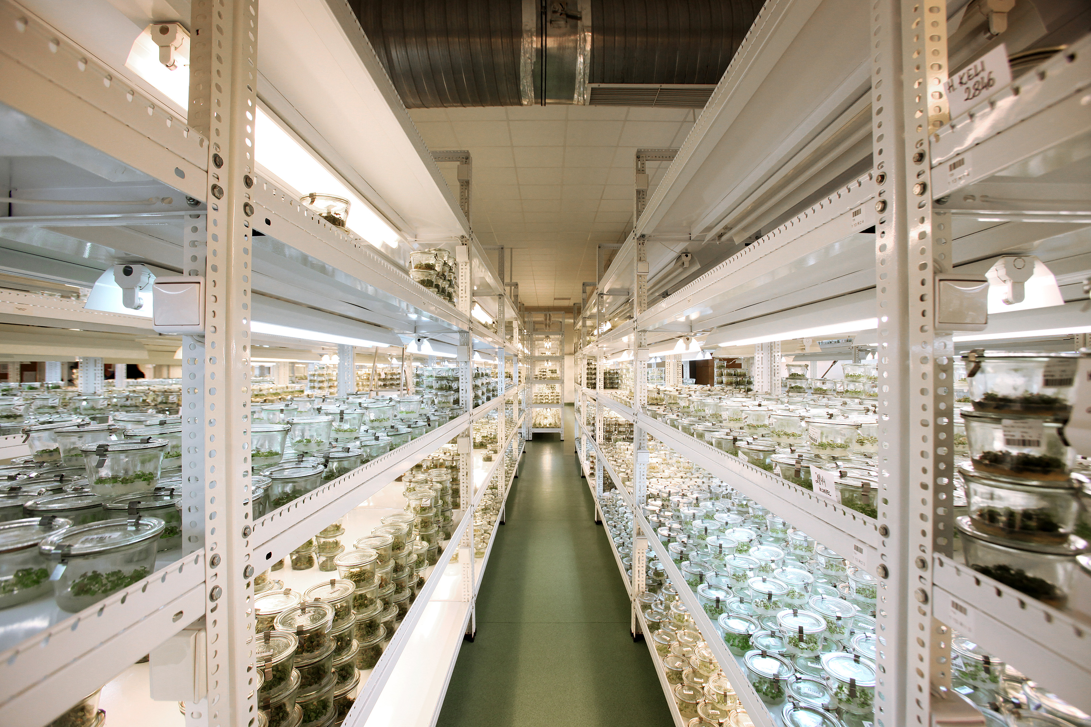 Growth room with thousands of labelled tissue culture vessels on illuminated shelving